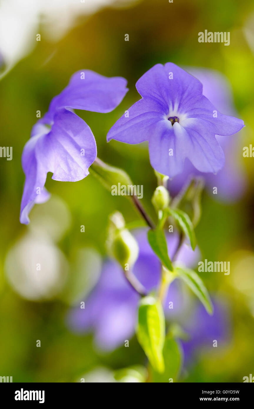 Saphire, fleurs, Browallia speciosa browallia 'Jingle bells', beauté dans la nature, Bush violet, couleur, fleur, saison de floraison de l'automne, saison de floraison du printemps, saison de floraison de l'été, de plus en plus tendre, au gel, à l'extérieur, plante vivace, Mauve, Banque D'Images