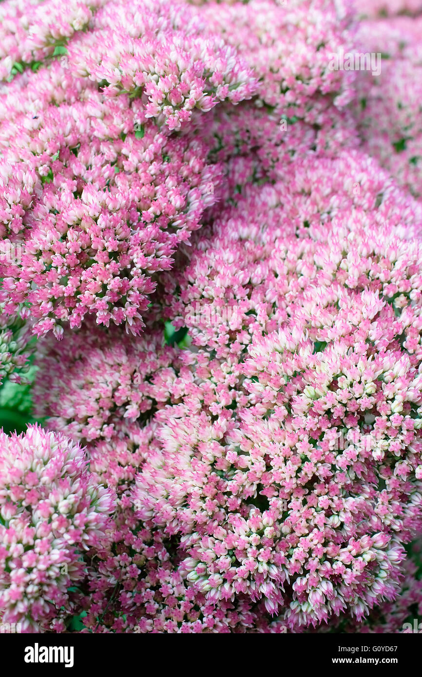 Orpin, Sedum, Sedum 'Herbstfreude', Autumn Joy, beauté dans la nature, la couleur, caduque, fleur, floraison d'automne, le gel hardy, croissante, extérieur, plante vivace, Sedum Autumn Joy, Sedum spectabile, succulentes, durable, des plantes, fleurs sauvages, Rose Banque D'Images