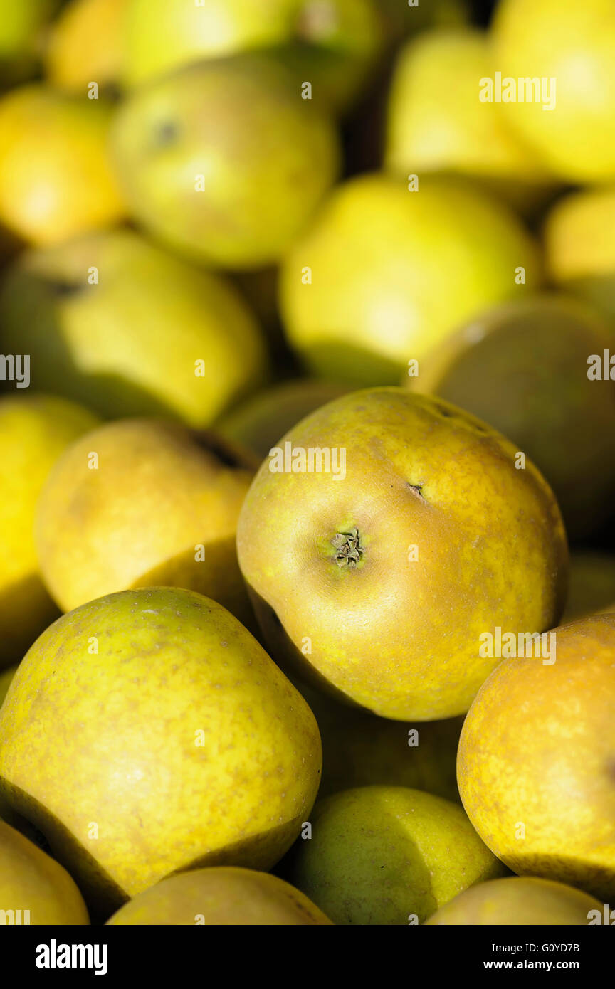 Apple, Malus, Malus domestica 'Lemon Pippin', beauté dans la nature, la couleur, les cultures, à feuilles caduques, à fleurs de printemps, comestibles, Nourriture et boisson, nourriture et boissons, frais, le gel hardy, fruits, fruits d'été, en plein air, en pleine croissance, parfum, Plante, Superfood, arbre, blanc, Banque D'Images