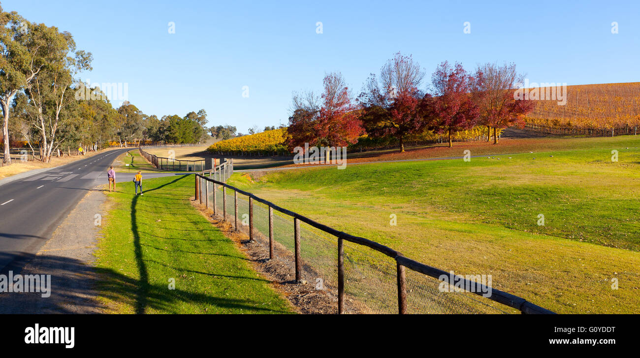 Vignes et Shaw Smith Winery vineyard paysage rural campagne automne ensoleillé Adelaide Hills Mt Lofty Australie du Sud Banque D'Images