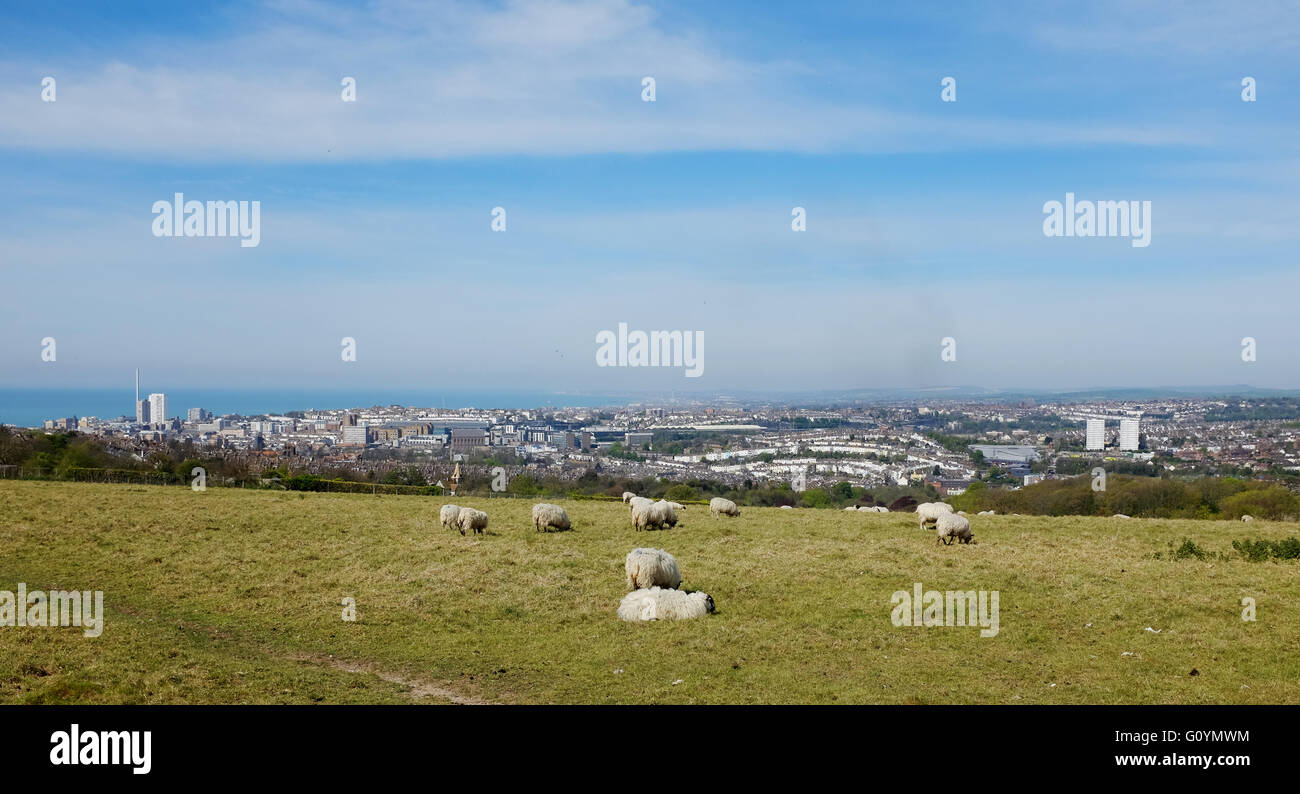 Brighton UK 6 mai 2016 - Moutons profitez du chaud soleil du printemps avec certaines des meilleures vues sur Brighton avec vue panoramique sur la ville de locataires vers le bas où ils seront le pâturage jusqu'à la fin de mai dans le cadre du plan d'action pour encourager l'élevage de la faune la région Crédit : Simon Dack/Alamy Live News Banque D'Images