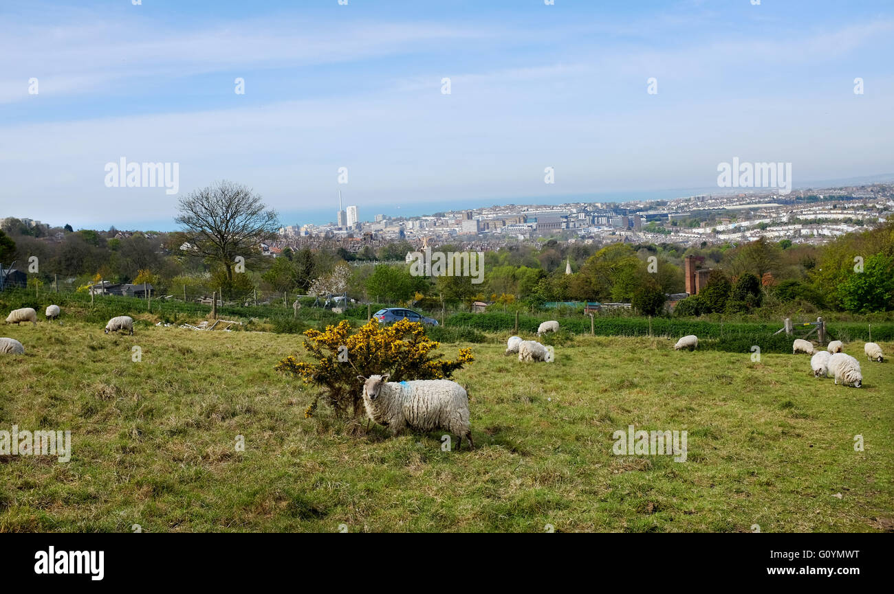 Brighton UK 6 mai 2016 - Moutons profitez du chaud soleil du printemps avec certaines des meilleures vues sur Brighton avec vue panoramique sur la ville de locataires vers le bas où ils seront le pâturage jusqu'à la fin de mai dans le cadre du plan d'action pour encourager l'élevage de la faune la région Crédit : Simon Dack/Alamy Live News Banque D'Images