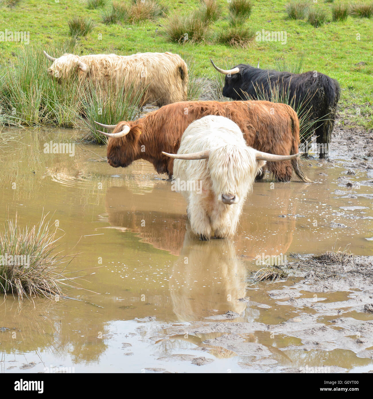 Highland cattle dans différentes couleurs Banque D'Images