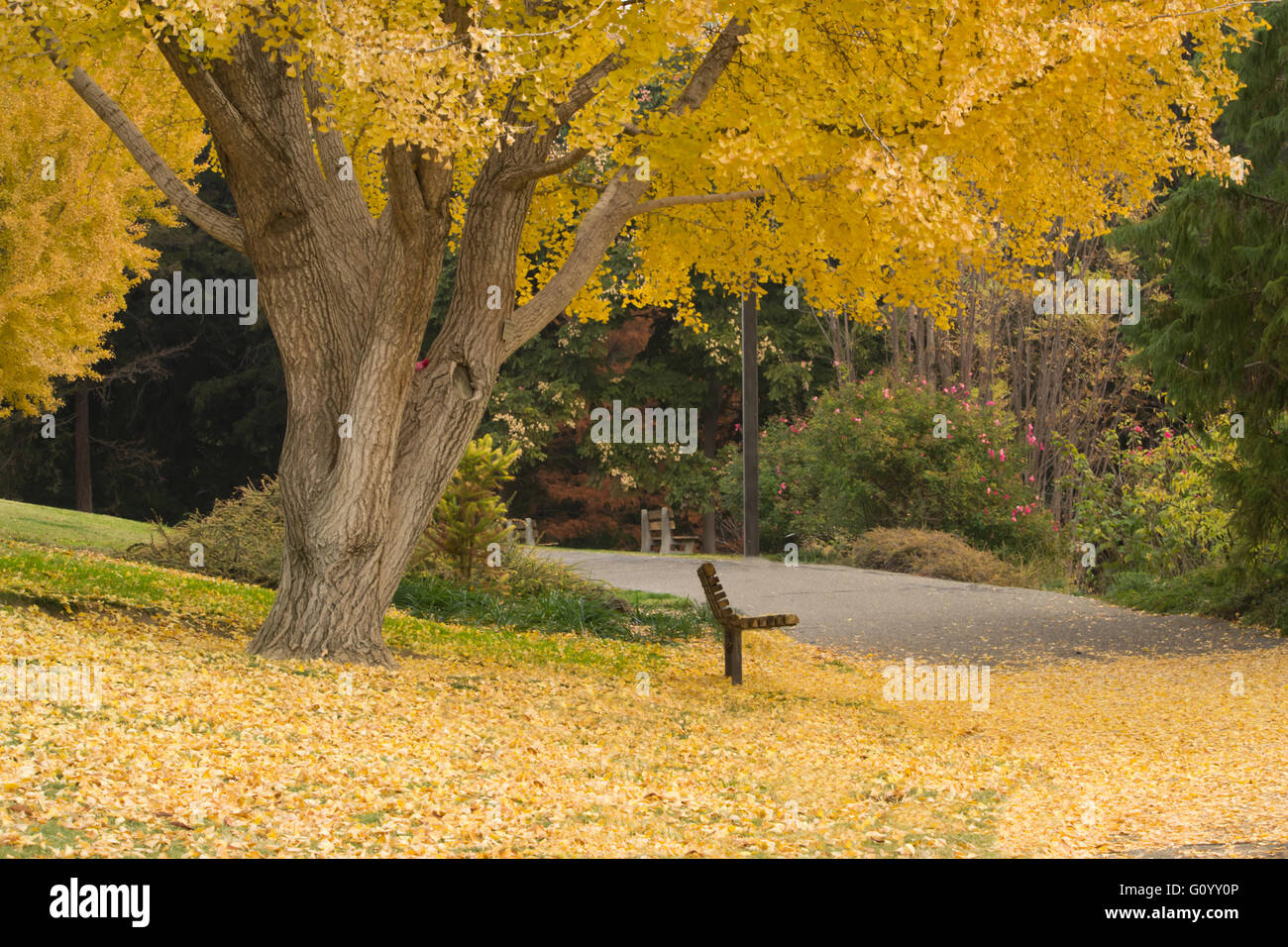 Les feuilles jaune d'un ginkgo tree couvrant le sol à un parc Banque D'Images