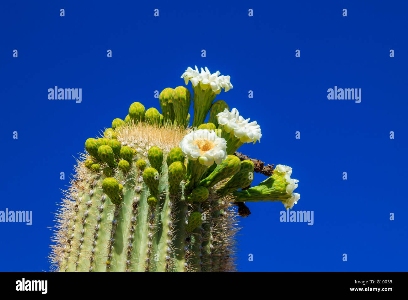 Fleurs de printemps sur le dessus d'un cactus géant saguaro, dans l'Arizona désert de Sonora. Banque D'Images