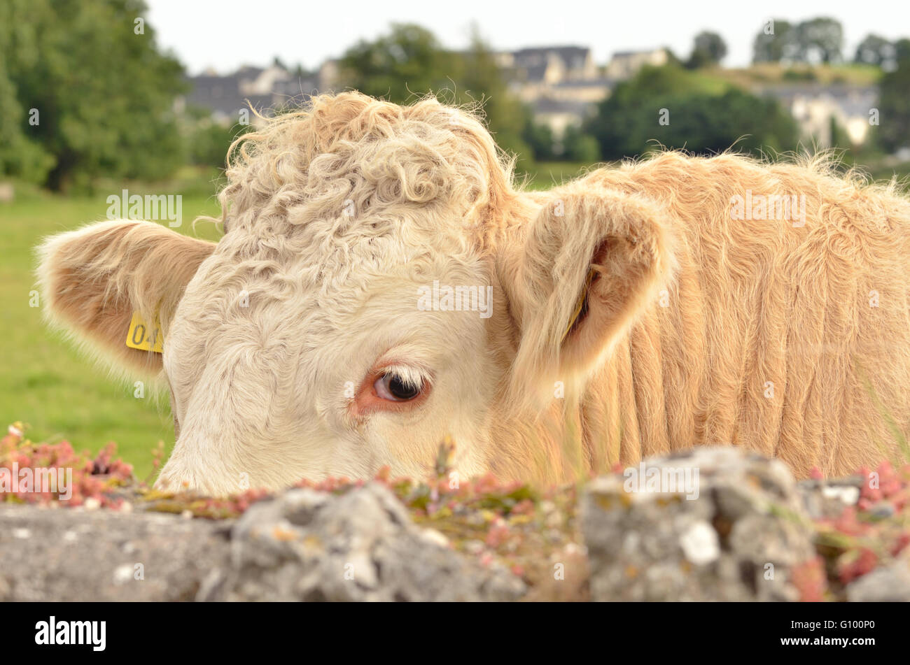 Tête de veau le contre un pâturage Banque D'Images