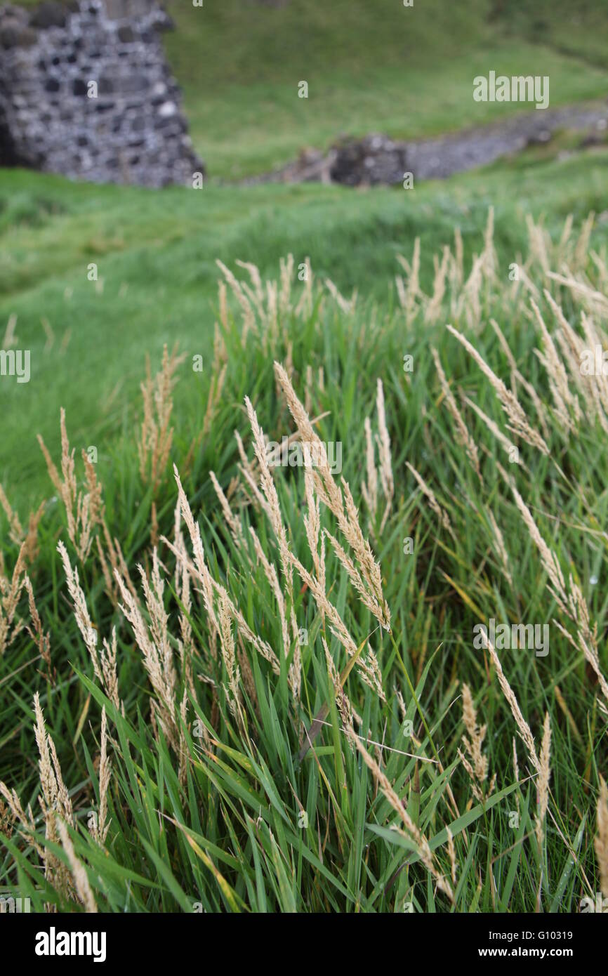 L'herbe de blé dans un champ irlandais Banque D'Images