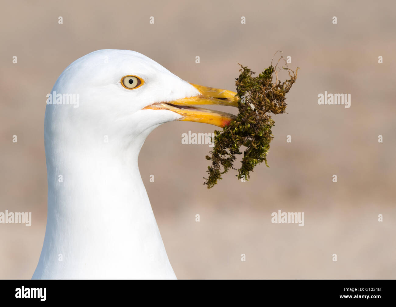 Seagull bird gathering moss pour un nid. Banque D'Images