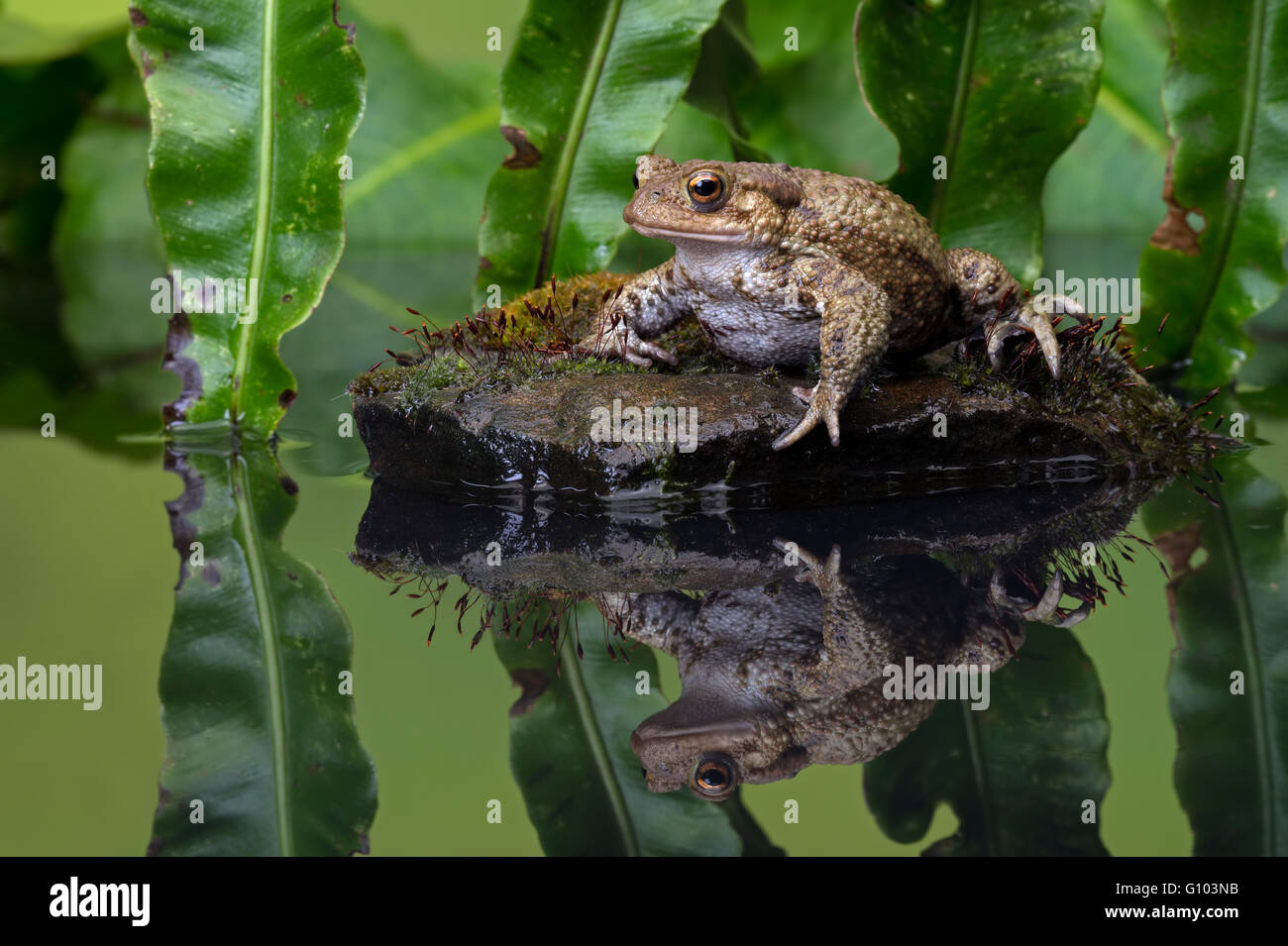 Crapaud commun (Bufo bufo) Banque D'Images