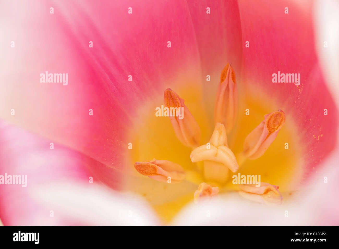 Close up of pink tulip Banque D'Images