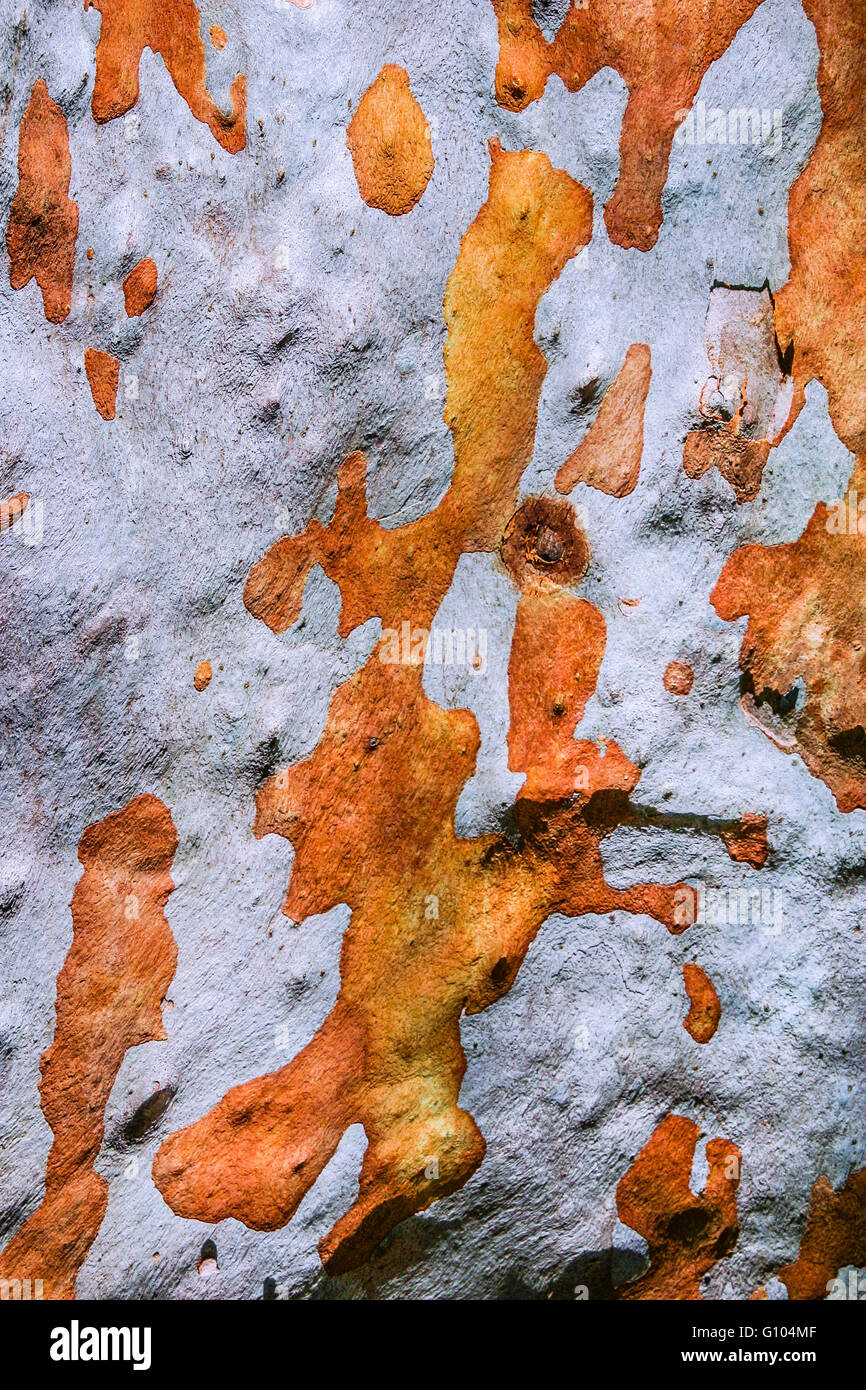 L'Australie, Nouvelle Galles du Sud, Côte Centrale, Bouddi National Park, de motifs sur un tronc d'un eucalyptus de Sydney (Angophora costata) Banque D'Images