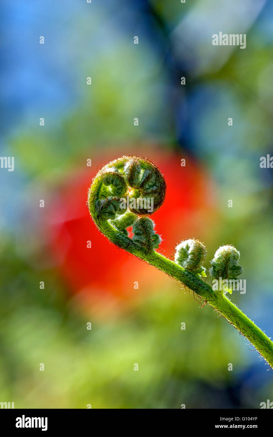 Un jeune Fern se déploie le long de la spirale du nombre d'or dans les premiers mois du printemps contre un fond coloré Banque D'Images