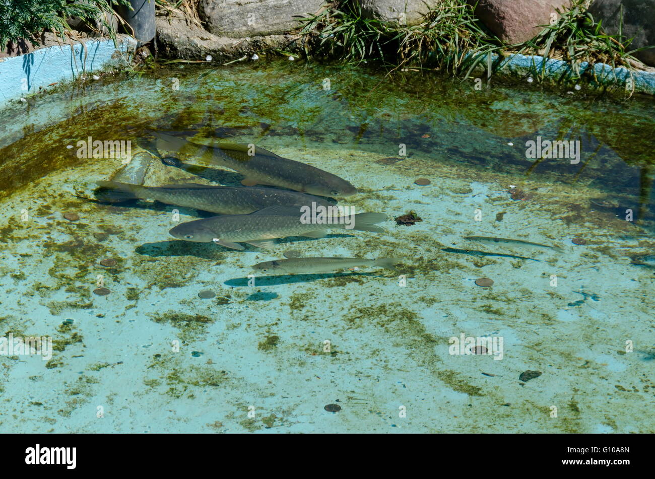 Les poissons vivant dans l'aquarium ou petit lac Pancharevo, plein air, Bulgarie Banque D'Images