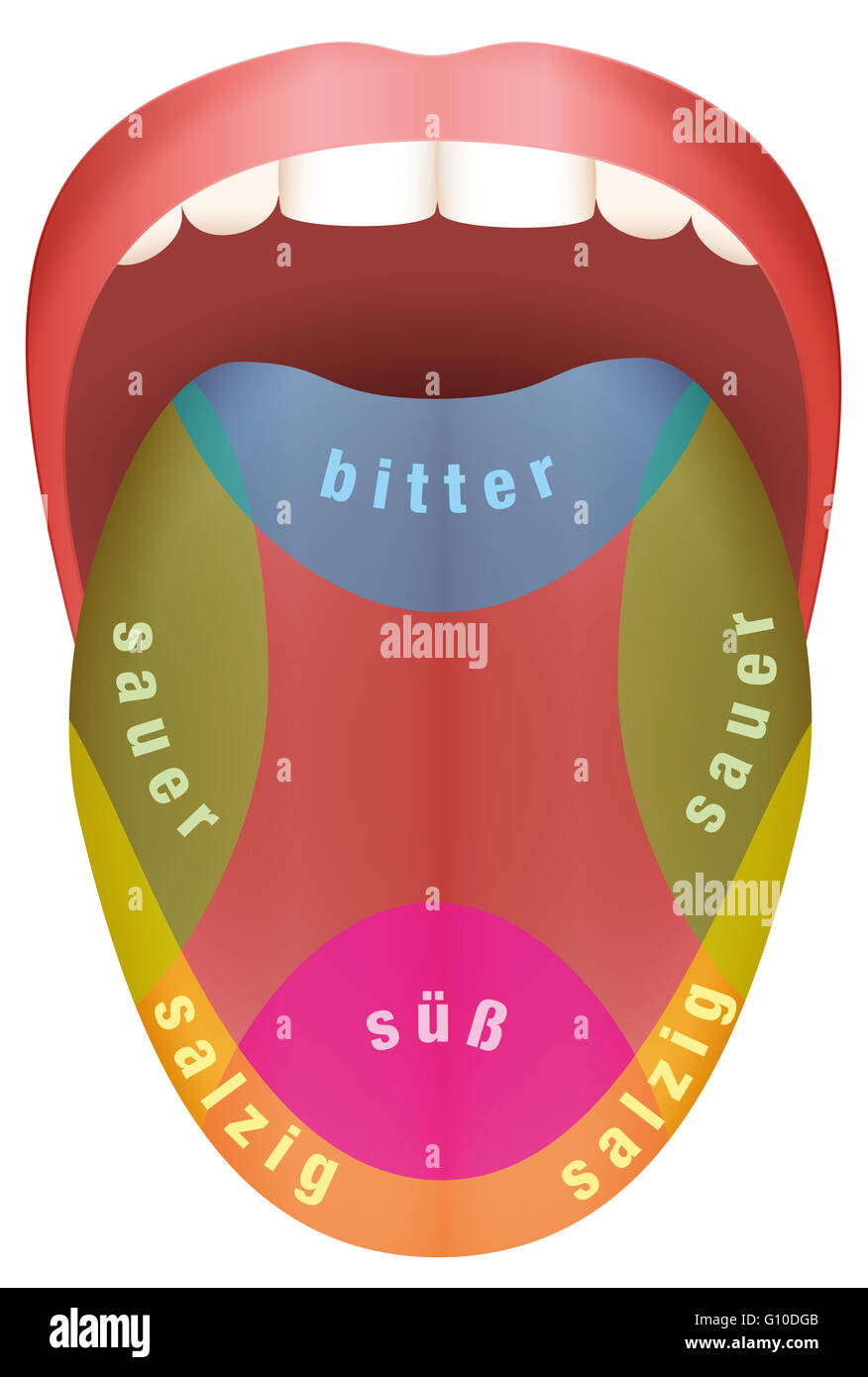 Langue avec quatre différents domaines - goût sucré, acide, amer et salé. Langue allemande ! Banque D'Images