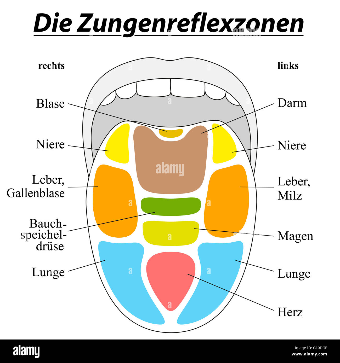 La réflexologie de la langue allemande - graphique - ÉTIQUETAGE avec description correspondant aux organes internes. Banque D'Images
