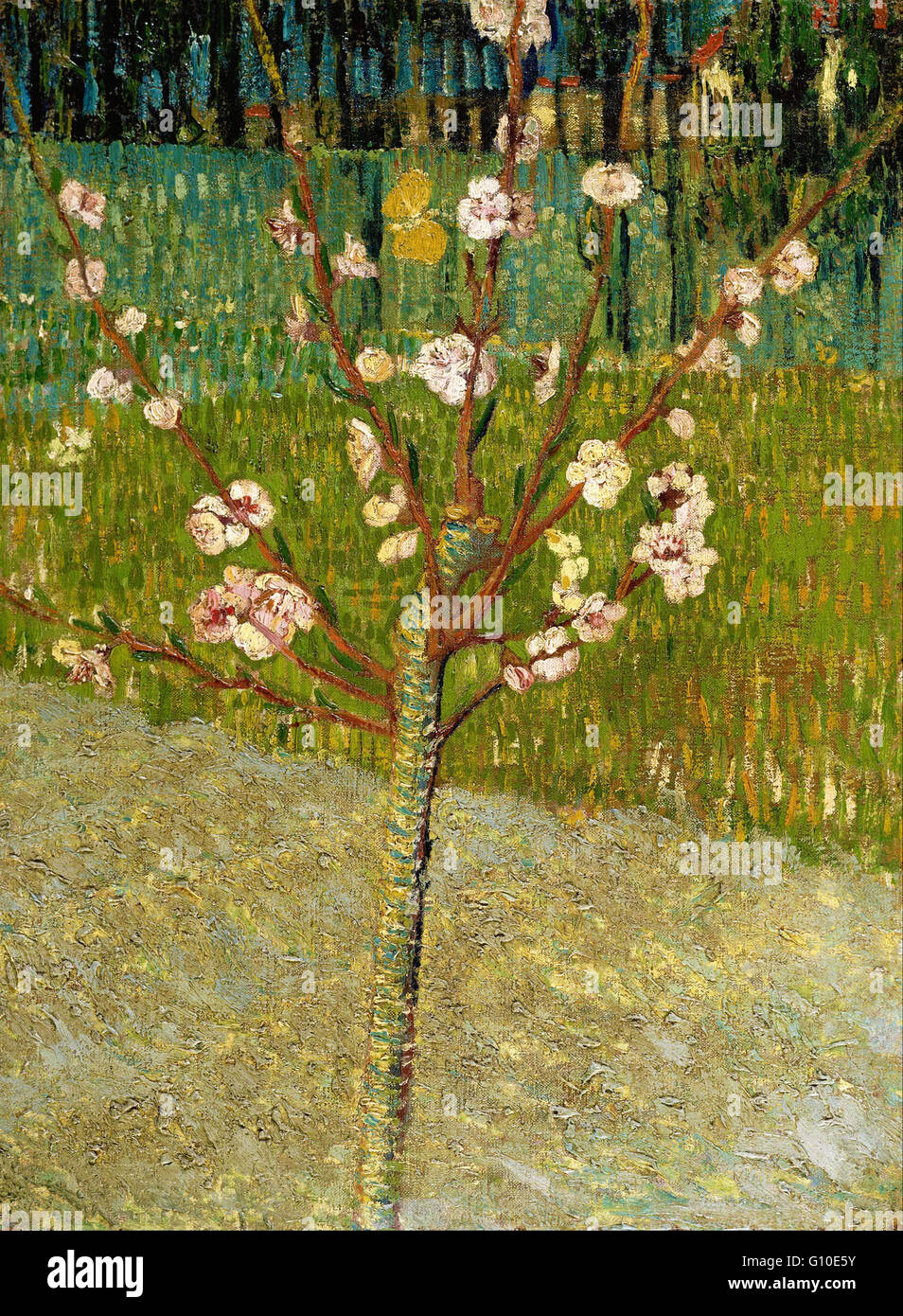 Vincent van Gogh - amandier en fleurs - Van Gogh Museum, Amsterdam Banque D'Images