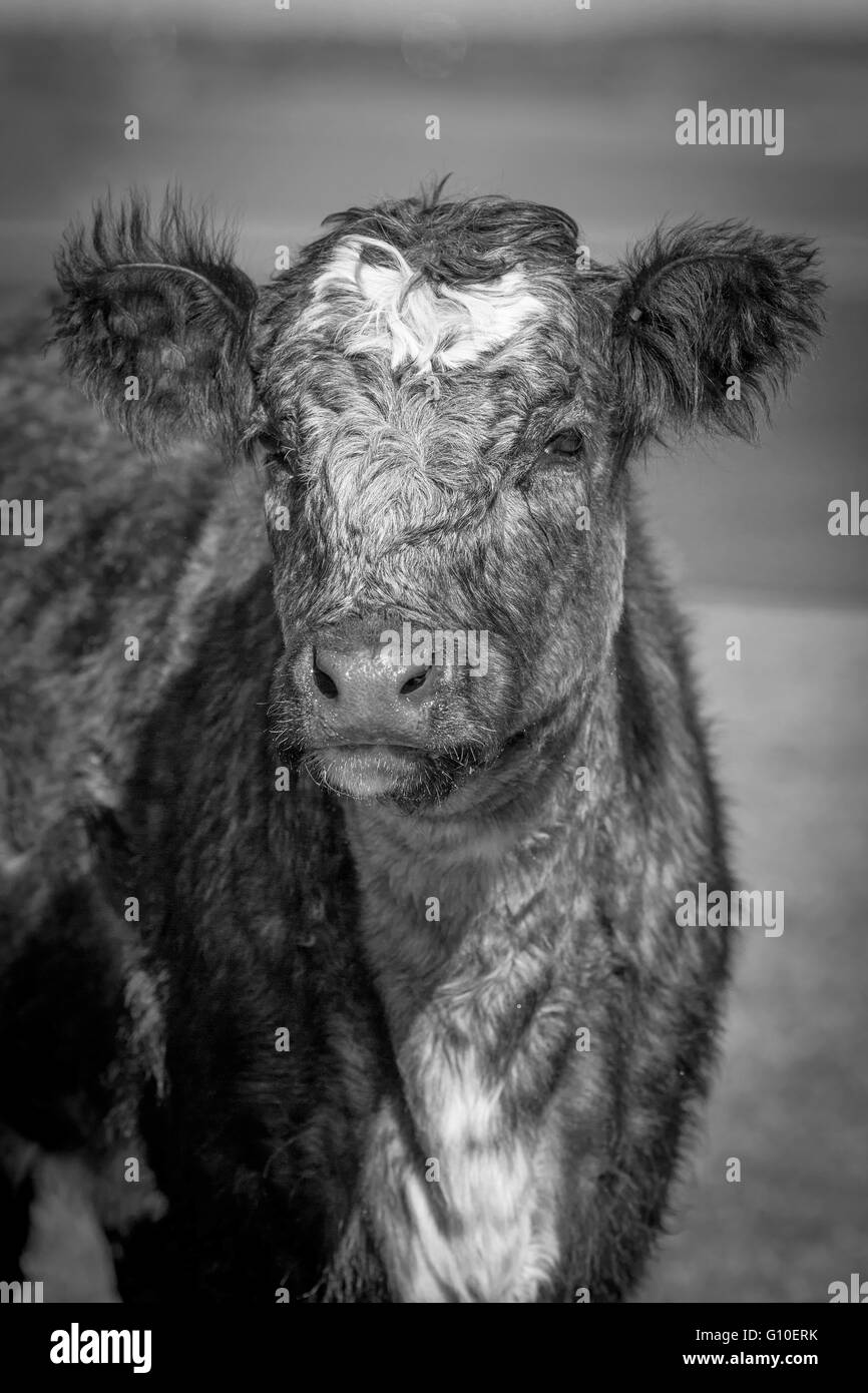 Portrait de hairly vache dans une journée ensoleillée Banque D'Images