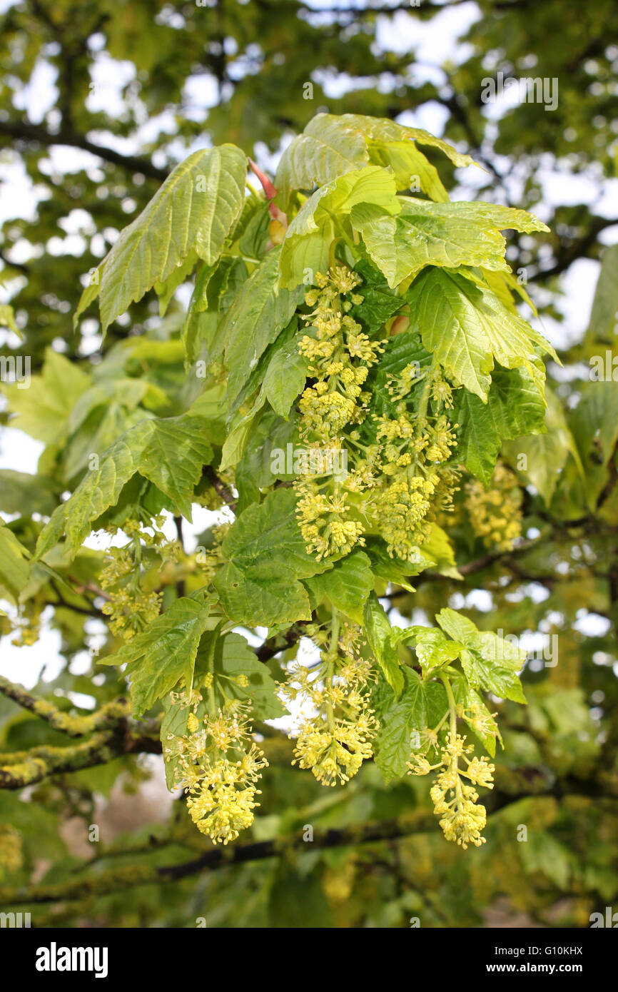 Acer pseudoplatanus Sycamore floraison Banque D'Images