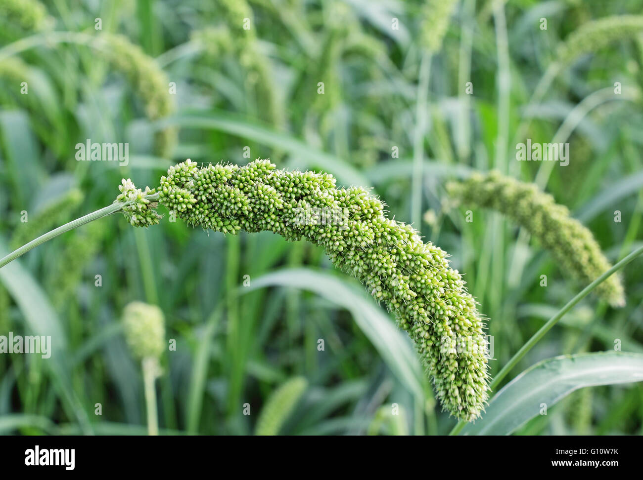 Close up de sétaire d'essuyage avec des céréales. Le millet est utilisée comme nourriture, du fourrage et de production de boissons alcoolisées. Banque D'Images