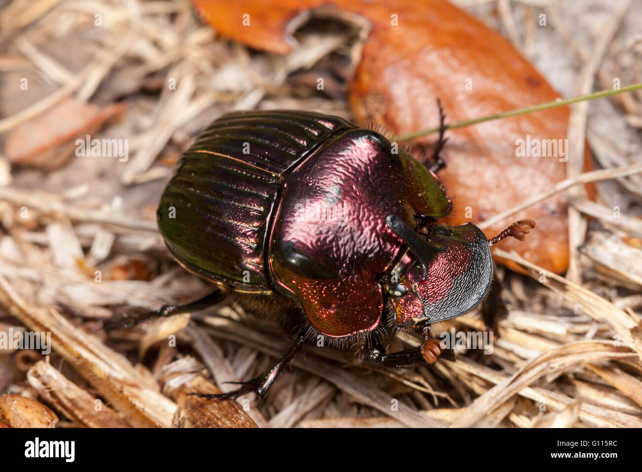 Arc-en-ciel mâle scarabée (Phanaeus igneus) Banque D'Images