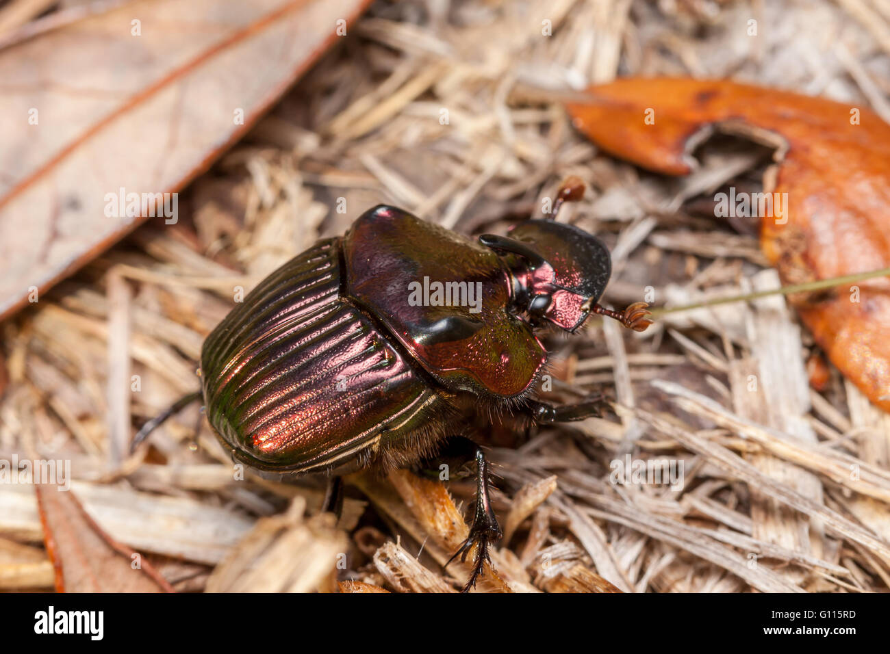 Arc-en-ciel mâle scarabée (Phanaeus igneus) Banque D'Images
