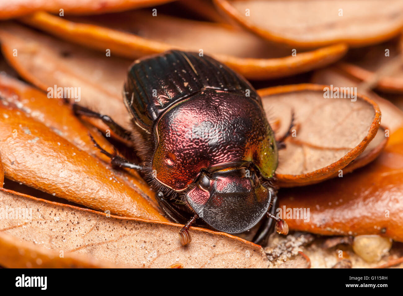 Arc-en-ciel femelle scarabée (Phanaeus igneus) Banque D'Images