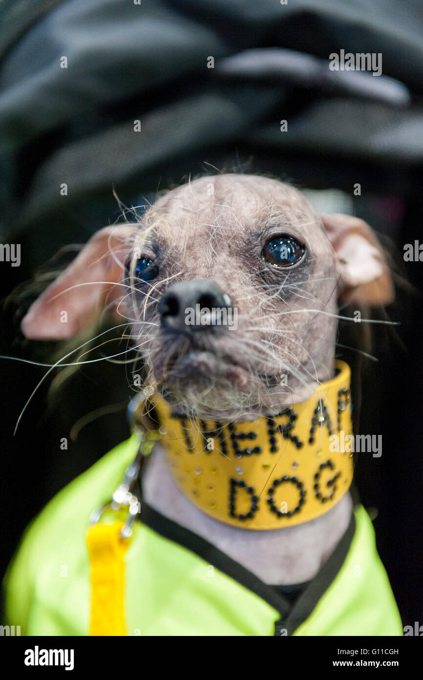 Londres Royaume Uni 7 Mai 2016 Mugly Le Chien Le Plus