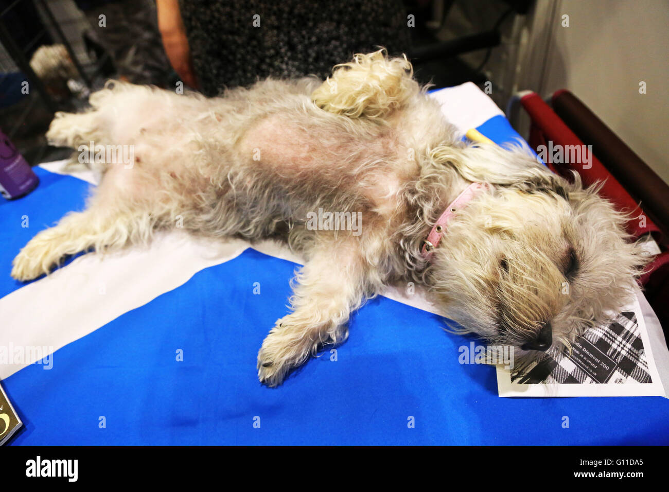 Londres, Royaume-Uni. 7e mai 2016. C'est une vie de chien pour le Dandie Dinmont Beatrix qui n'est que le refroidissement à l'échelle nationale Pet Show, Excel, London Crédit : Paul Brown/Alamy Live News Banque D'Images