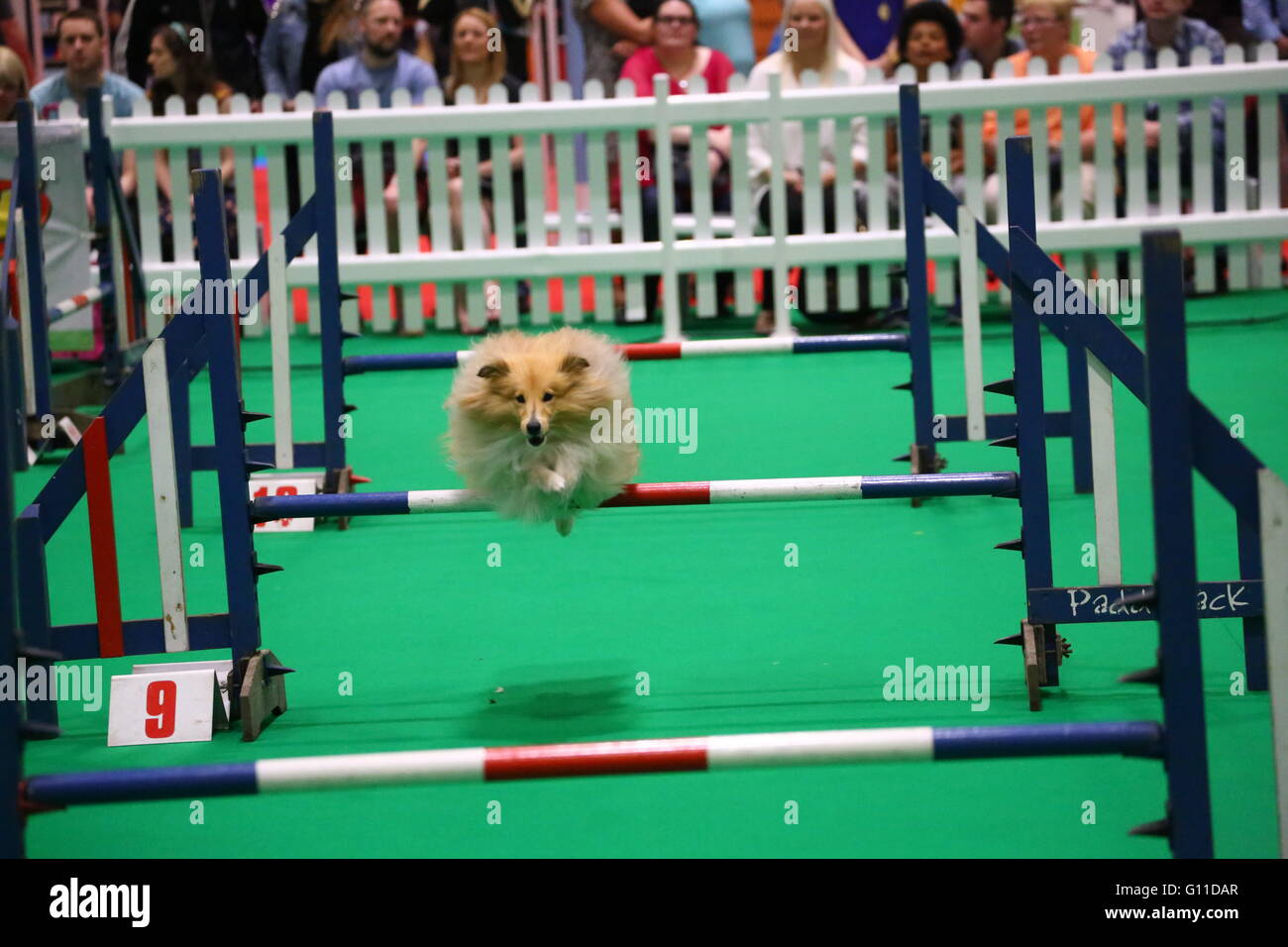 Londres, Royaume-Uni. 7e mai 2016. Bien sûr l'agilité à l'échelle nationale Pet Show, Excel, London Crédit : Paul Brown/Alamy Live News Banque D'Images