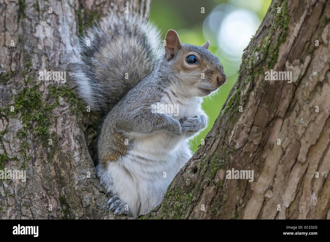 L'écureuil gris de l'assise dans les branches d'arbres entre Banque D'Images