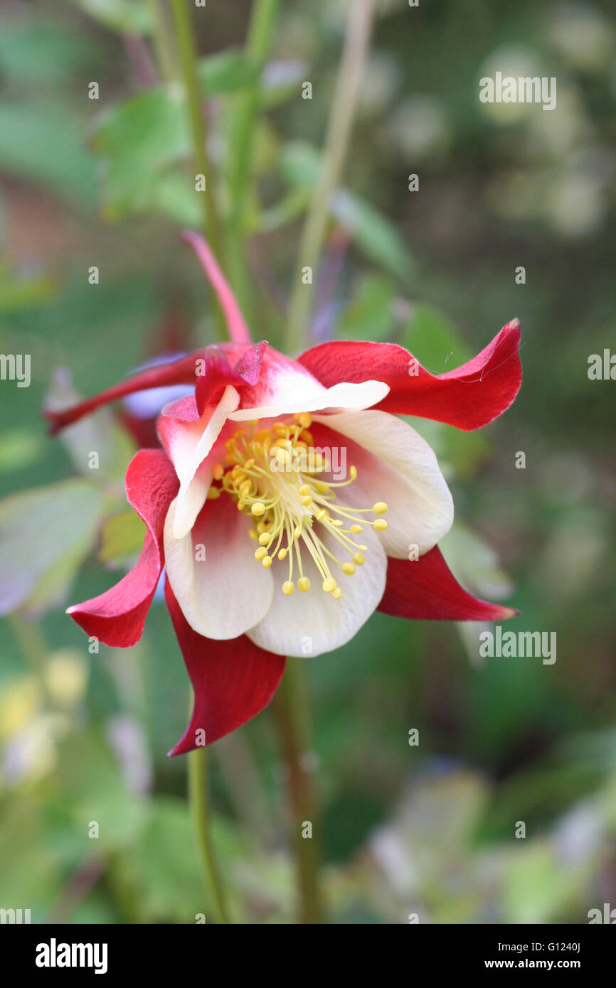 Gros plan d'une ancolie du Canada (Aquilegia caerulea), dans un jardin de fleurs Banque D'Images