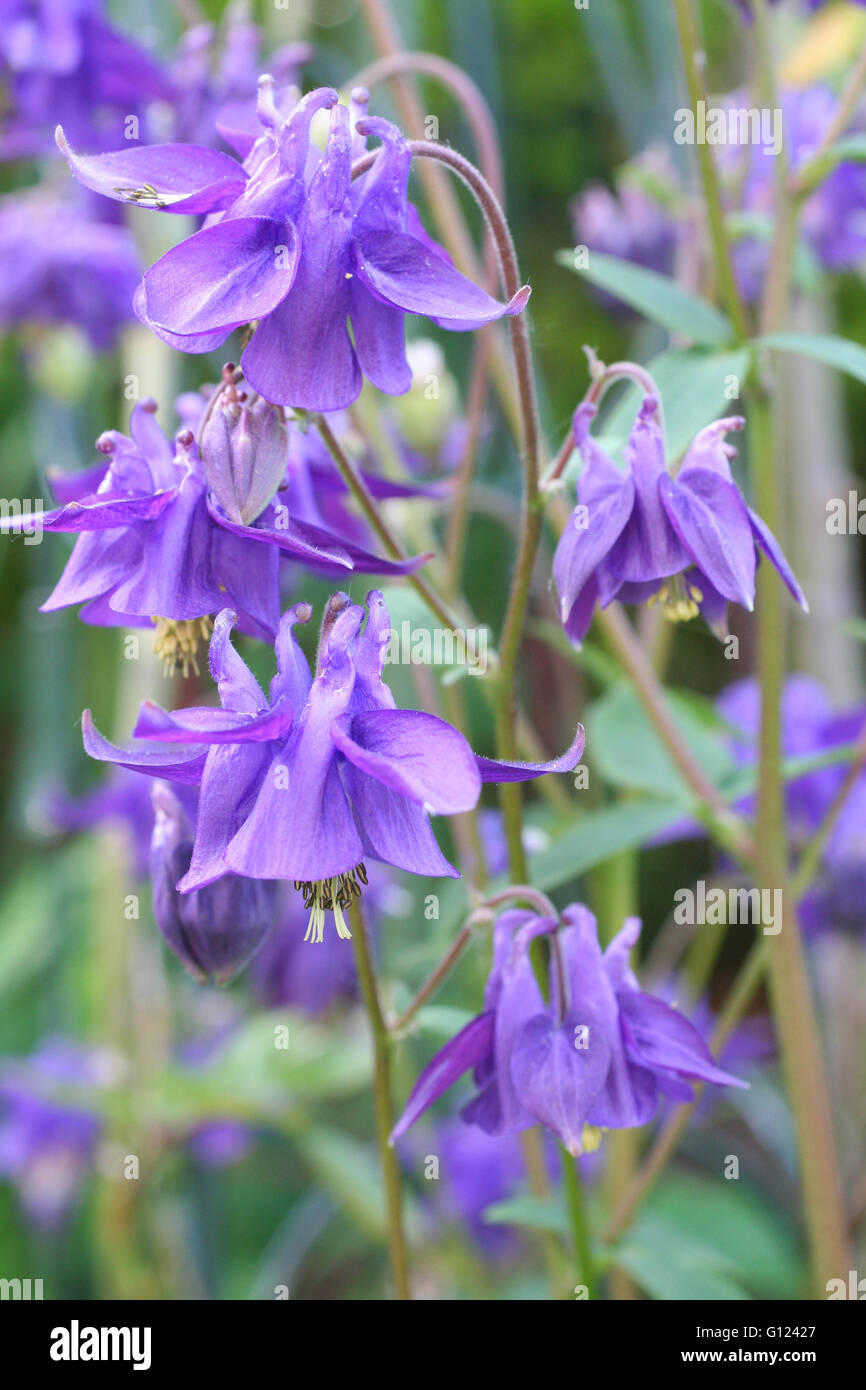 Gros plan d'une ancolie du Canada (Aquilegia caerulea), dans un jardin de fleurs Banque D'Images