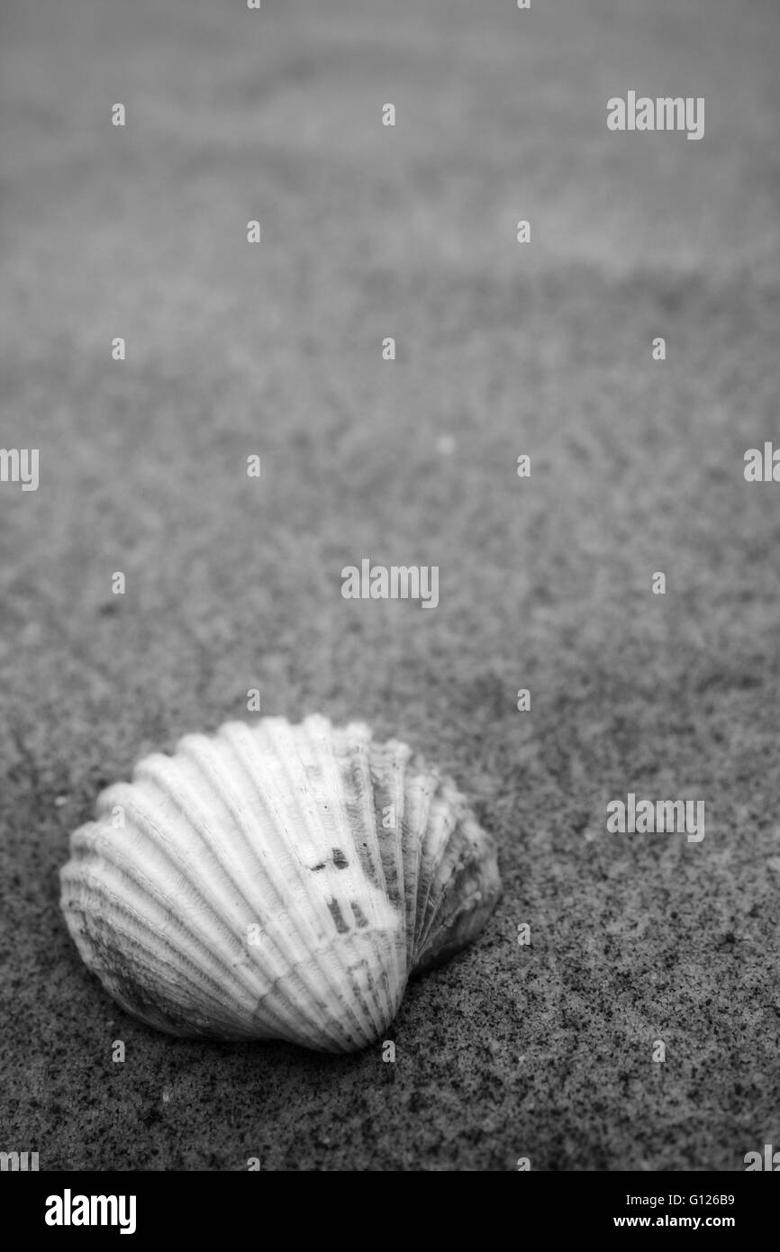 Une coquille Saint-Jacques sur une plage de sable fin, noir et blanc Banque D'Images