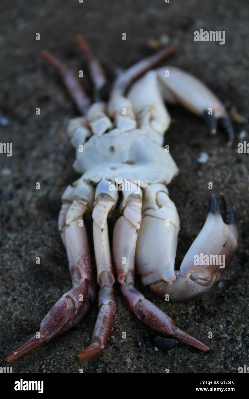 Huit pattes de crabe rose morte sur une plage de sable fin Banque D'Images