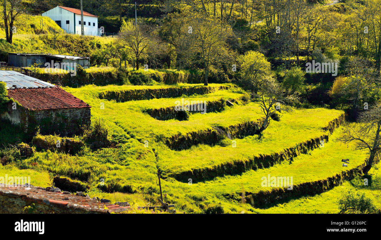 Le Portugal, l'Algarve : Vue de terrasses verdoyantes dans la région de montagne autour de Serra de Monchique Fóia Banque D'Images