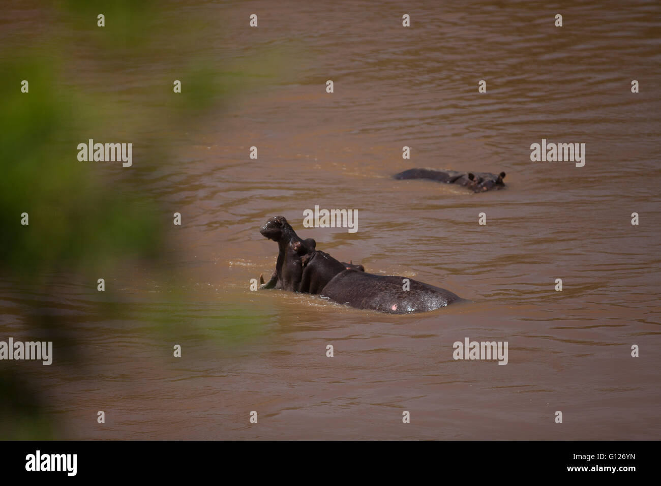 Hippopotames baignade dans la rivière Mara Banque D'Images