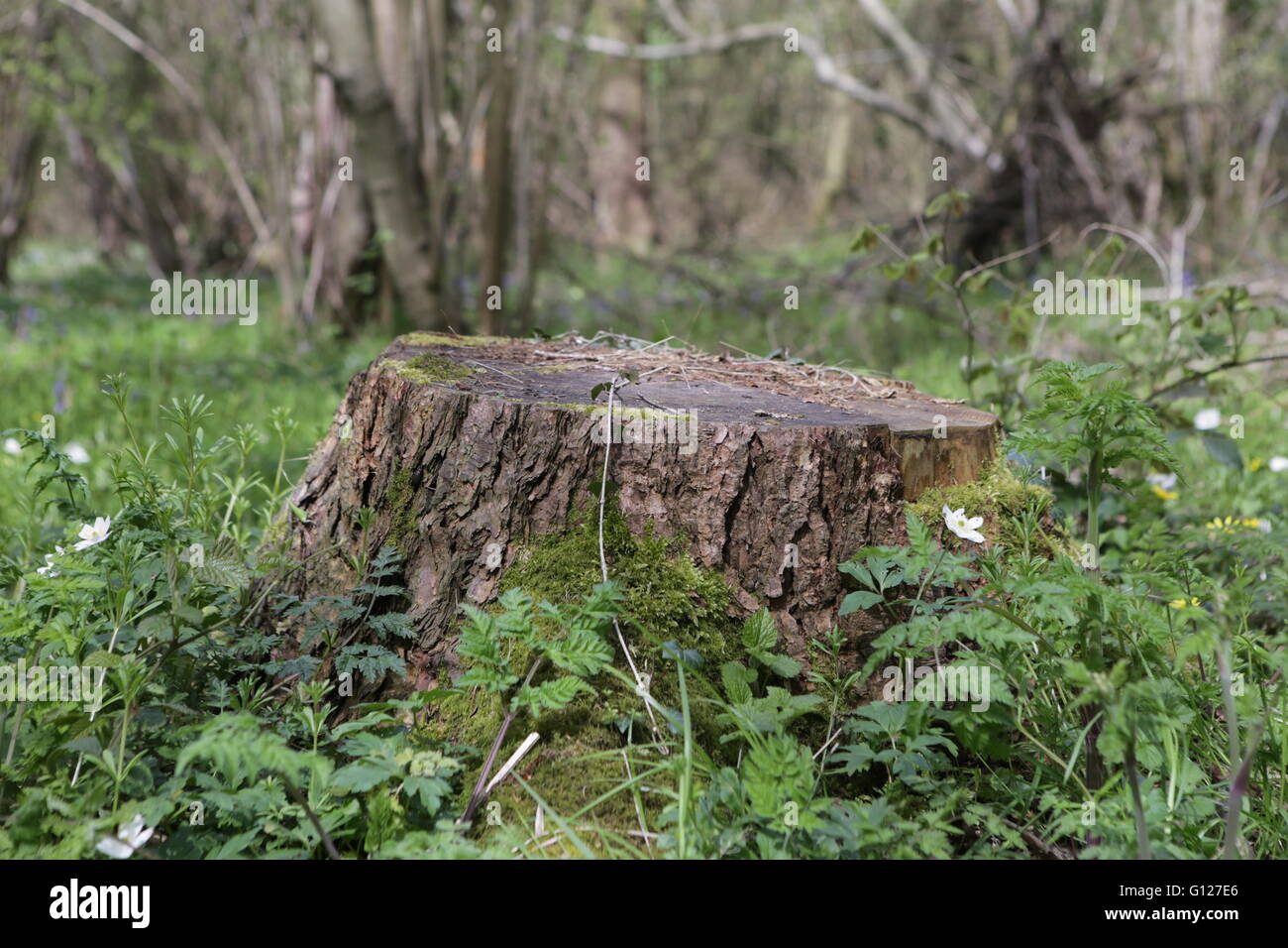 Souche d'arbre dans les bois avec des fleurs des bois bois Bourne Lincs UK Banque D'Images