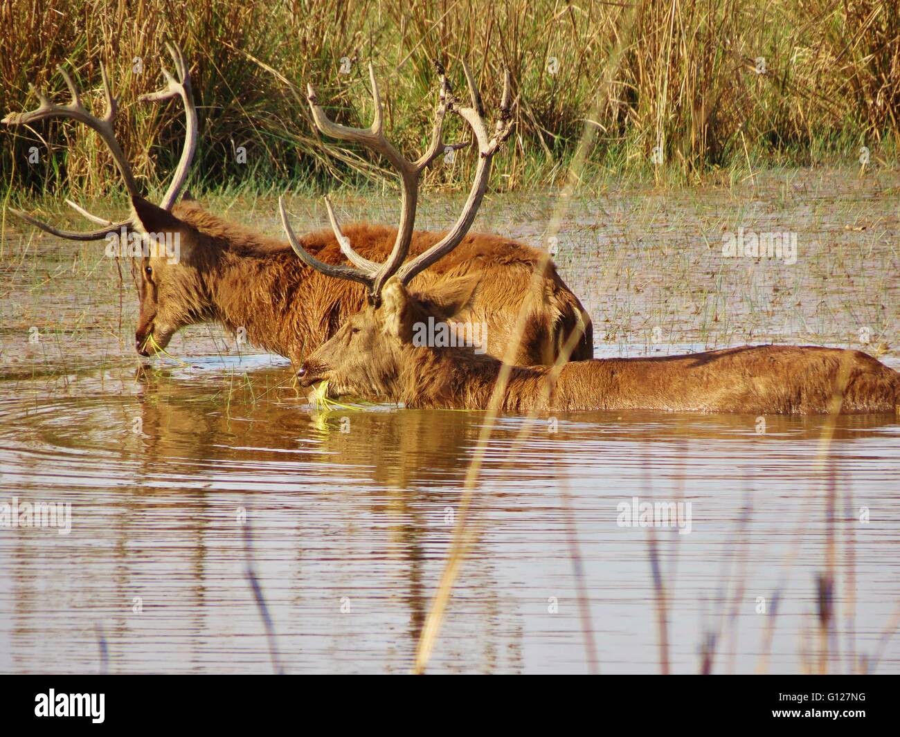 Deux Barasingha, - cerfs dans la Réserve de tigres de Kanha Banque D'Images