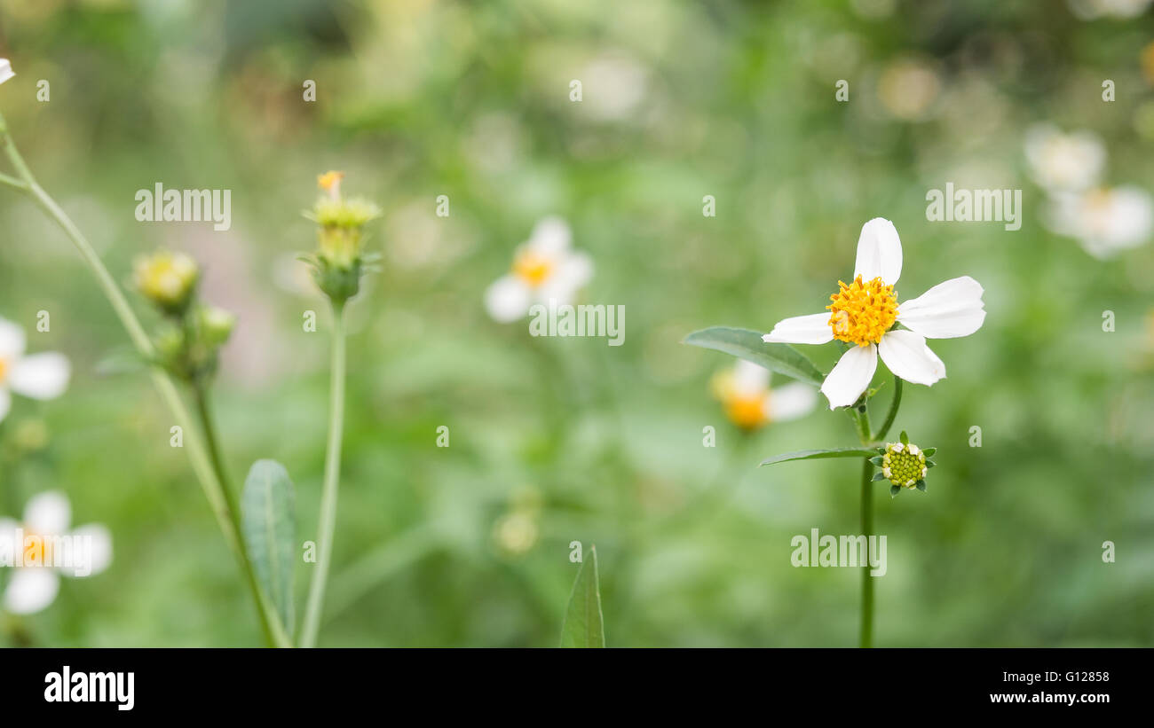 Daisy, l'herbe fleur avec bokeh arrière-plan flou Banque D'Images