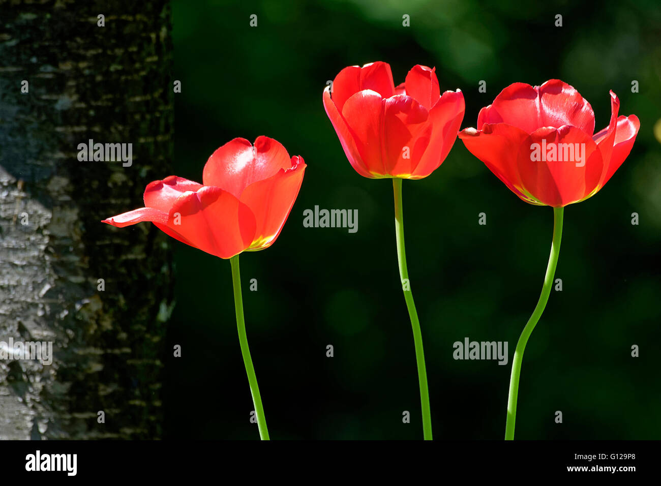 Tulipe rouge fleurs de jardin ( Tulipa sp.) Banque D'Images