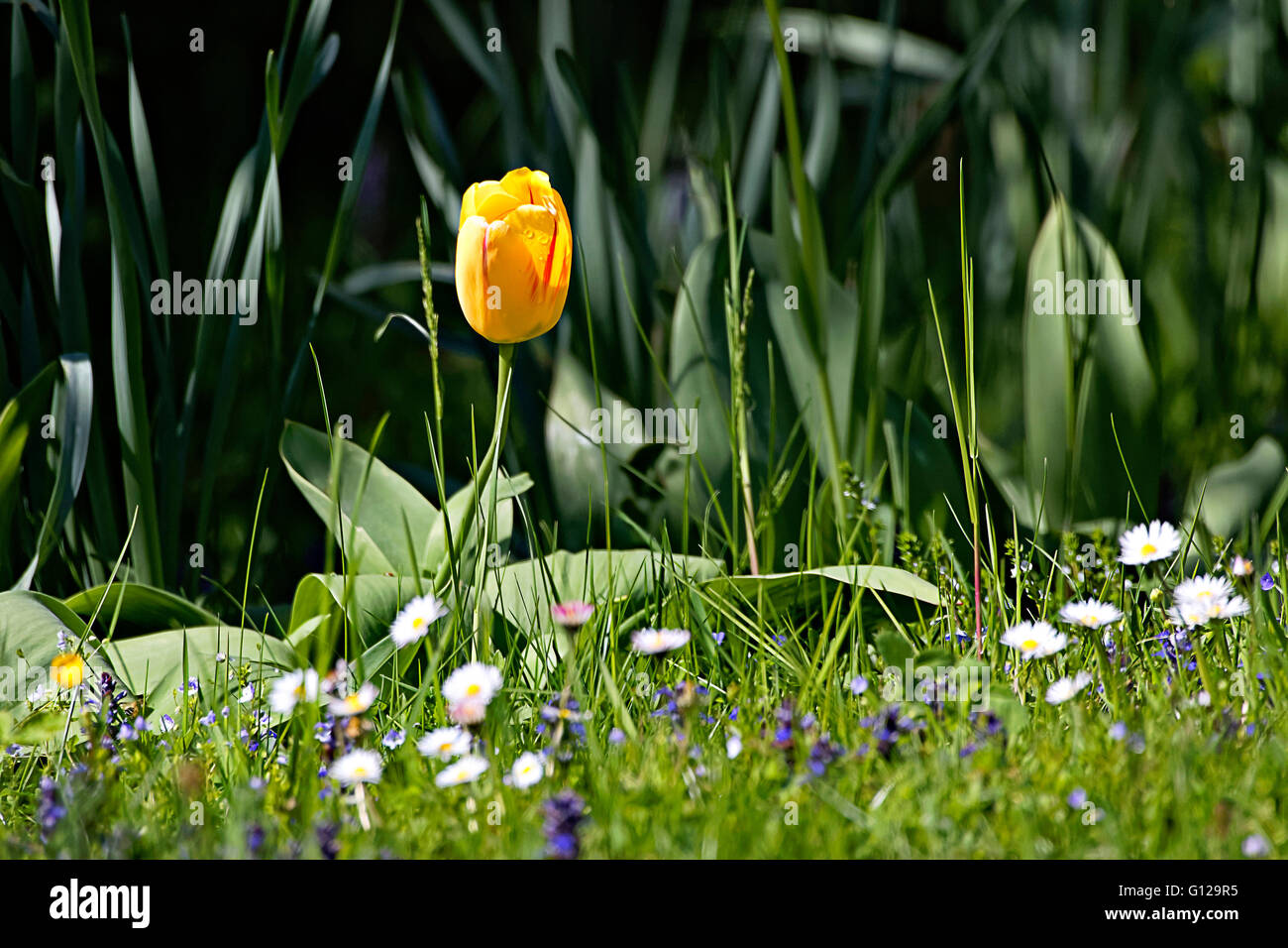 Tulipe jaune fleur de jardin ( Tulipa sp.) Banque D'Images