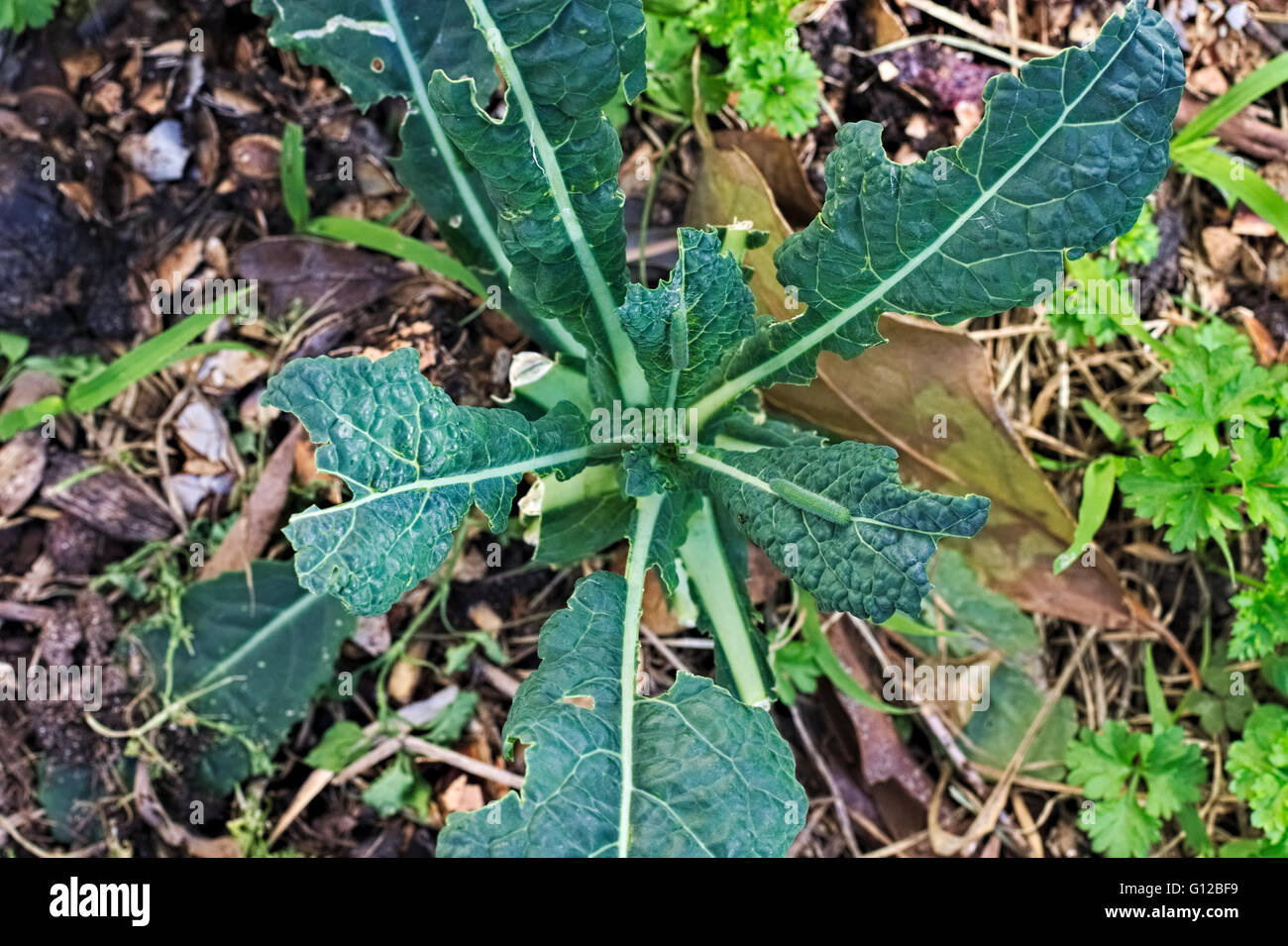 Kale endommagé avec l'usine Caterpillar vert chewing-trous. Banque D'Images