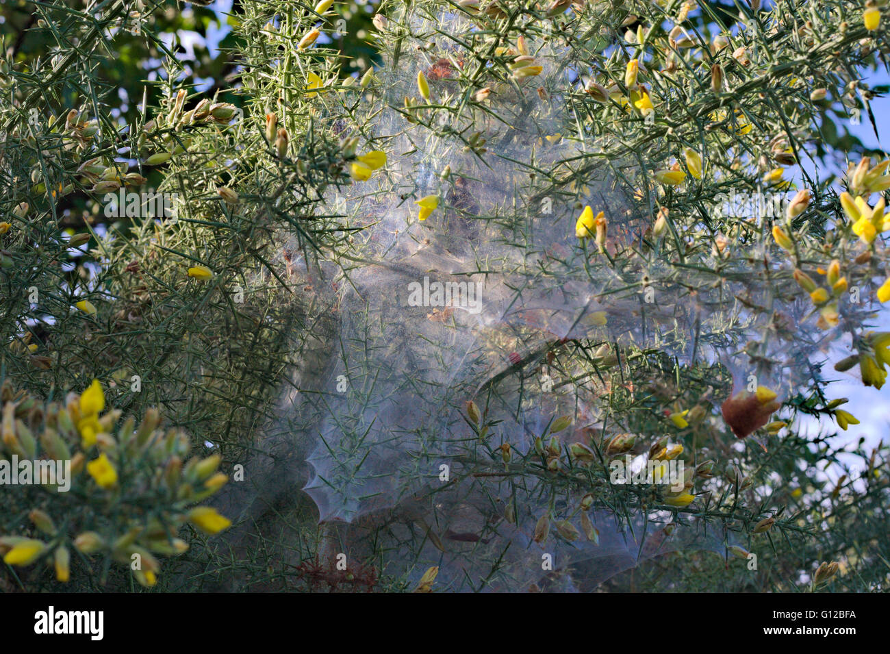 Ulex europaeus, ajoncs, une plante invasive en Australie, tapissées de cobweb. Banque D'Images