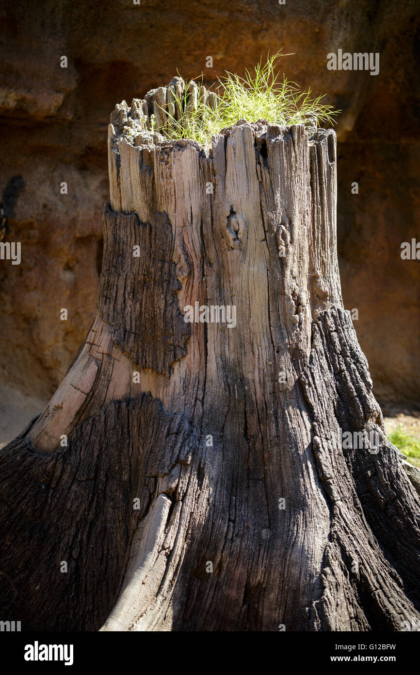 Arbre mort séché sur l'herbe Banque D'Images