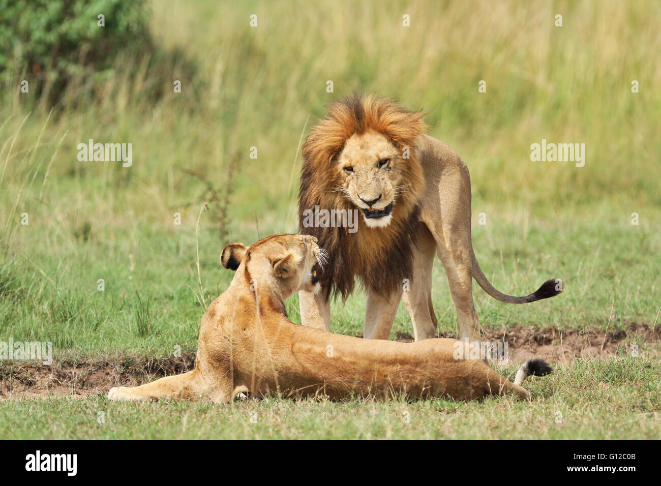 Le comportement affiché par couple Lion à Masai Mara National Reserve, Kenya Banque D'Images