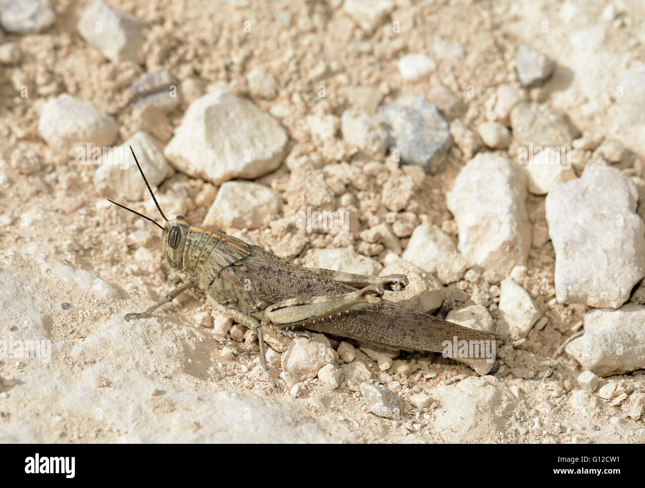 - Anacridium aegyptium sauterelle égyptien grand insecte sur Chalk Rock Banque D'Images