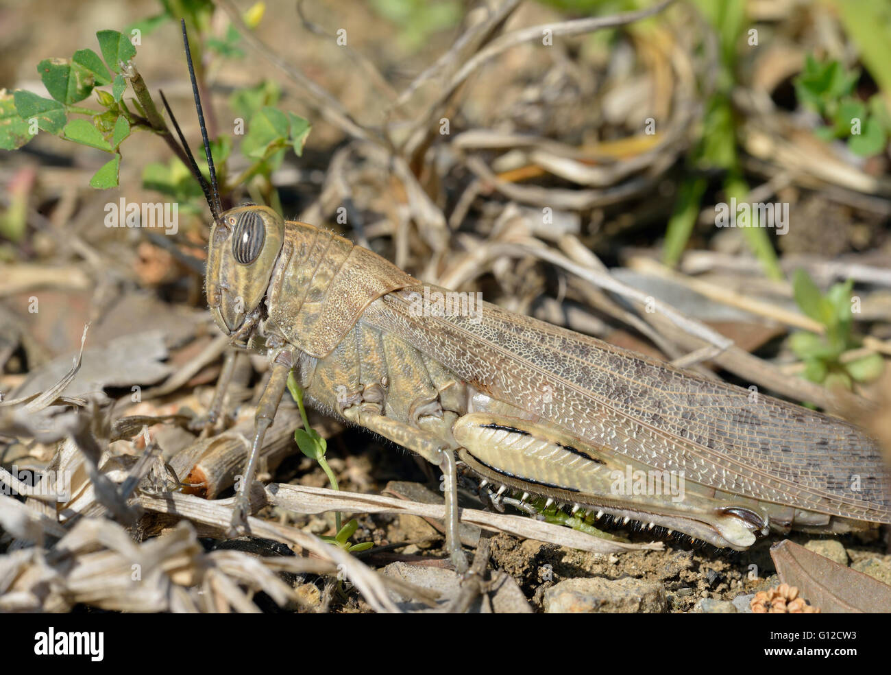 - Anacridium aegyptium sauterelle égyptien Grand Insecte de Chypre Banque D'Images
