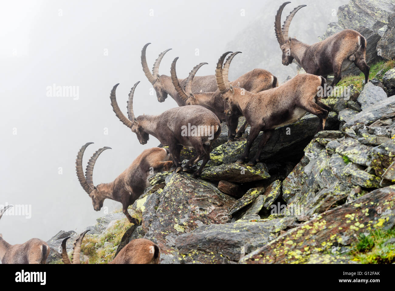 L'Europe, la Suisse, l'Oberland bernois, Interlaken, Bouquetin des Alpes (Capra ibex) ou Steinbock Banque D'Images