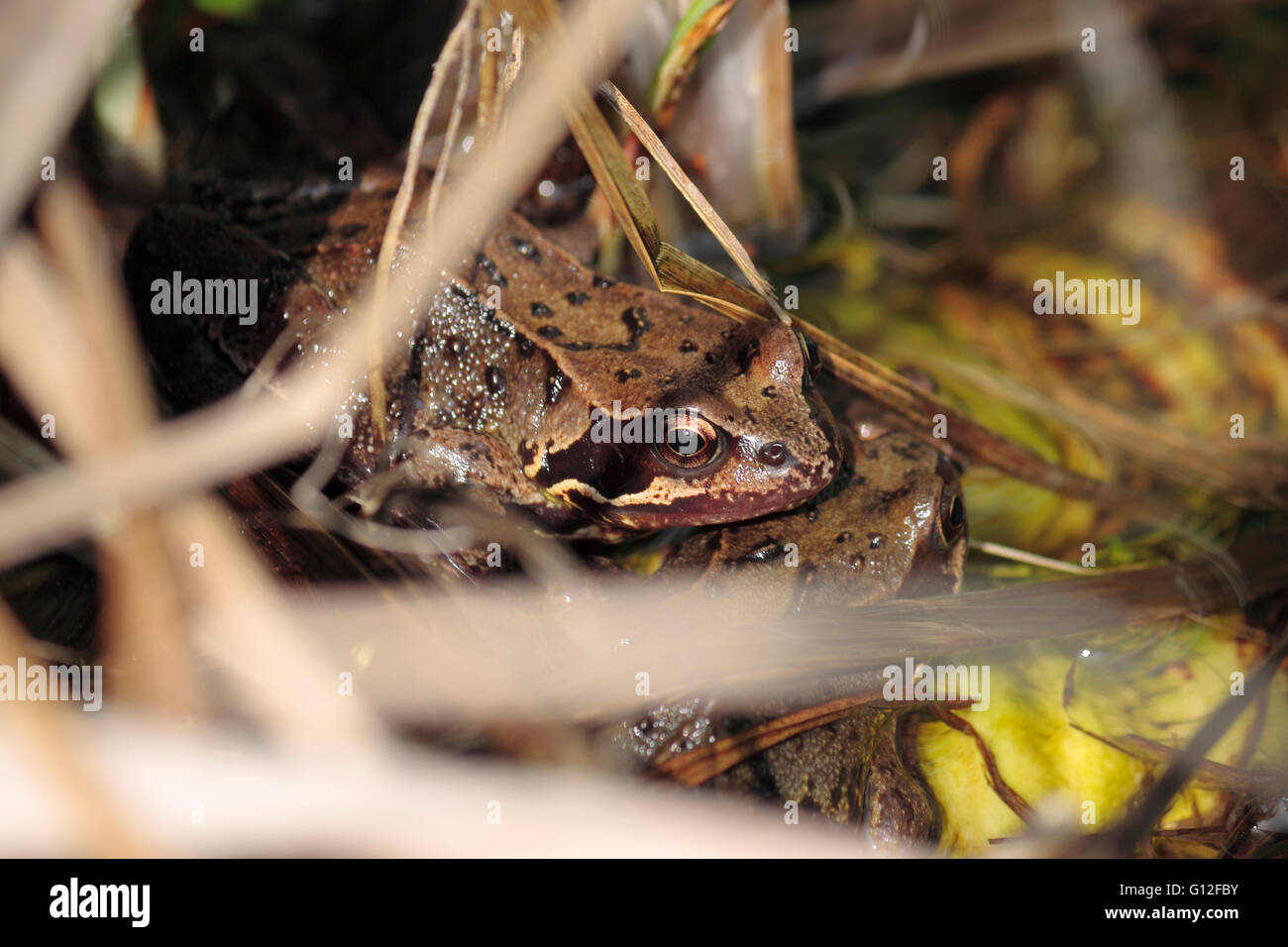Anglais Common frog Rana temporaria dans un étang de jardin Banque D'Images