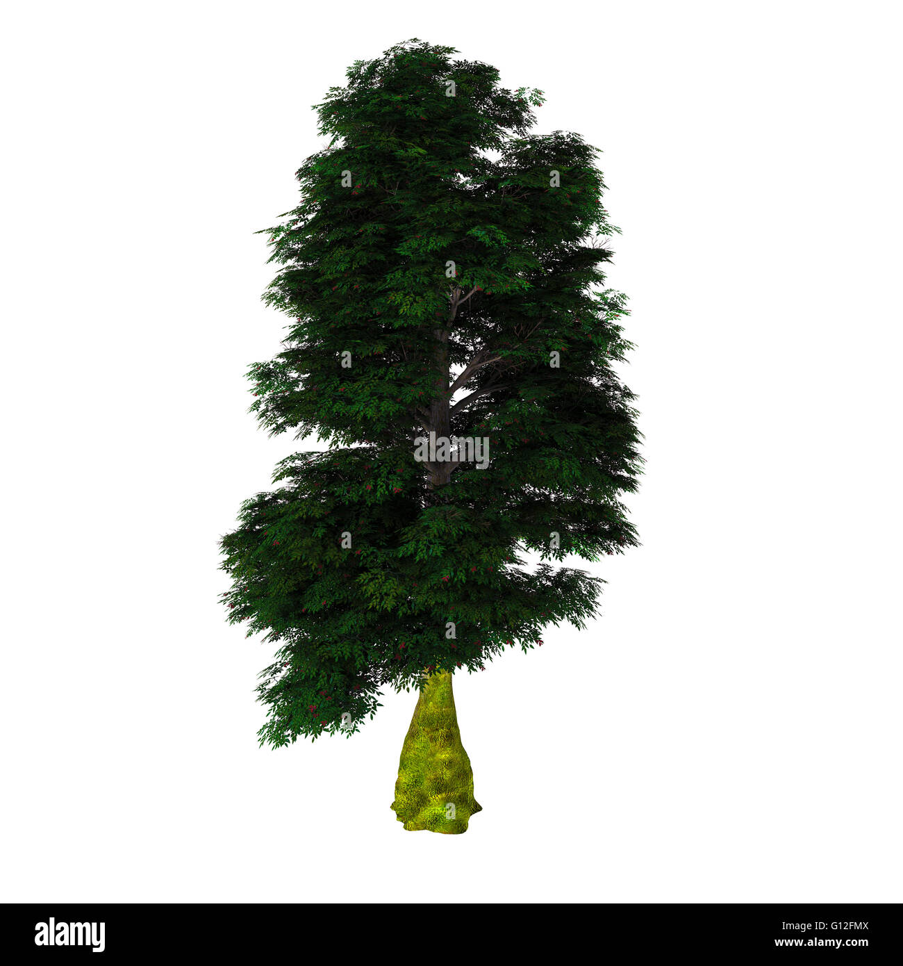 Nothofagus antarctica est un arbre ou arbuste à feuilles caduques originaire du sud du Chili et l'Argentine. Banque D'Images